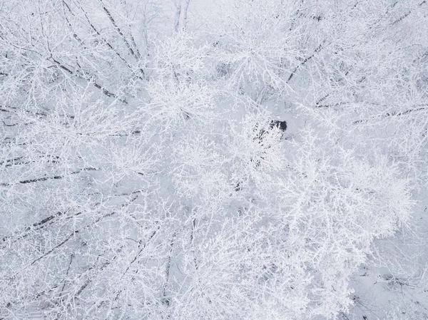 Winter nature forest landscape. Aerial top down view of mixed snow covered trees. Winter background. — Stock Photo, Image