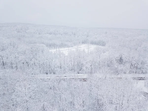 冬季空中俯瞰着被积雪覆盖的松树林 — 图库照片