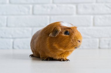 Kırmızı evcil kobay Cavia Porcellus, mağara ya da evcil mağara olarak da bilinir.