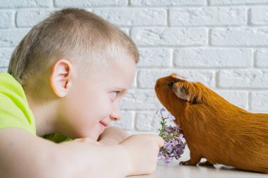 Küçük bir çocuk ve evcil bir kobay, mağara ya da evcil mağara olarak da bilinir.