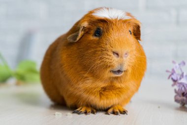Kırmızı evcil kobay Cavia Porcellus, mağara ya da evcil mağara olarak da bilinir.