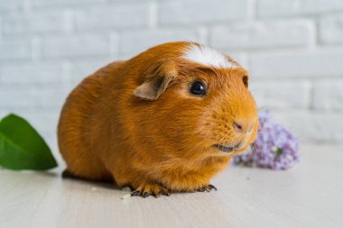Kırmızı evcil kobay Cavia Porcellus, mağara ya da evcil mağara olarak da bilinir.