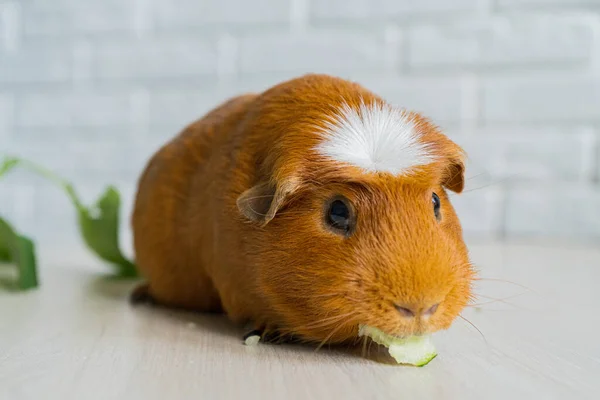 Красная бытовая морская свинка Cavia porcellus, также известная как cavy или домашняя пещера — стоковое фото