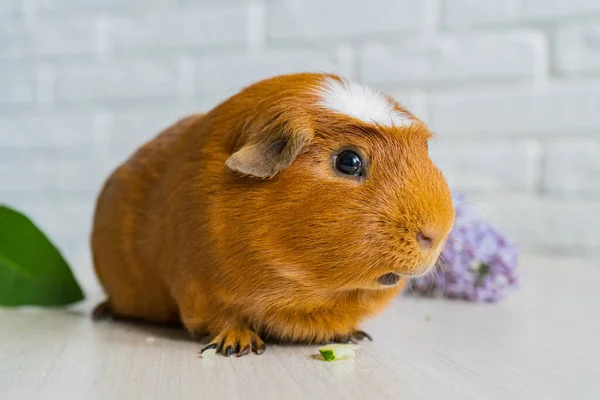 Červené domácí morče Cavia porcellus, známé také jako cavy nebo domácí cavy — Stock fotografie