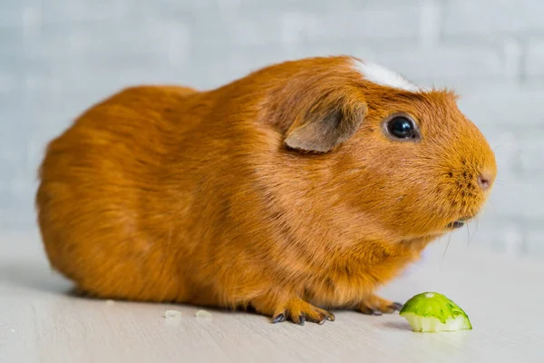 Den röda tammarsvinet Cavia porcellus, även känd som marinen eller den inhemska marinen — Stockfoto