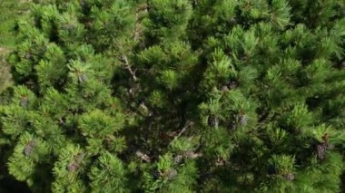 Baykal sedir kozalaklı sedir ağacının tam üstünde.