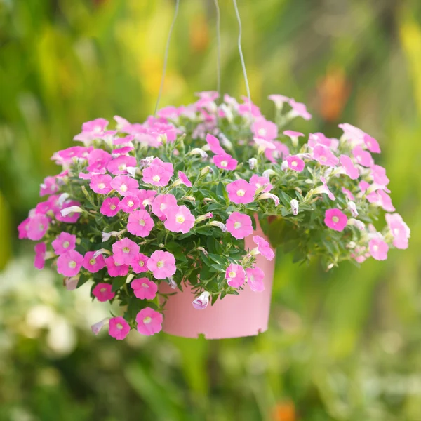 Petunia flower — Stock Photo, Image