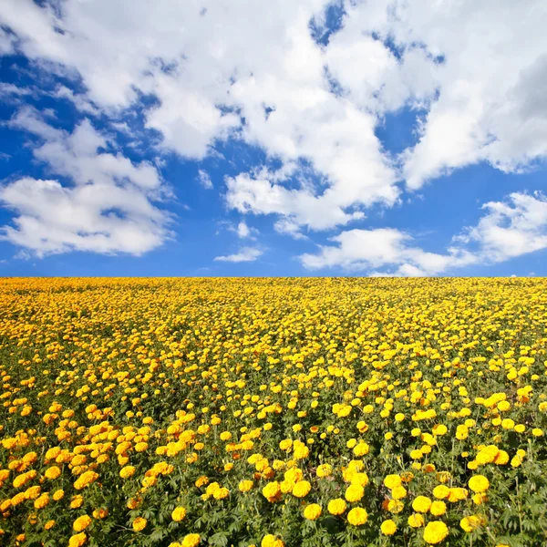 Goudsbloemen Rechtenvrije Stockfoto's