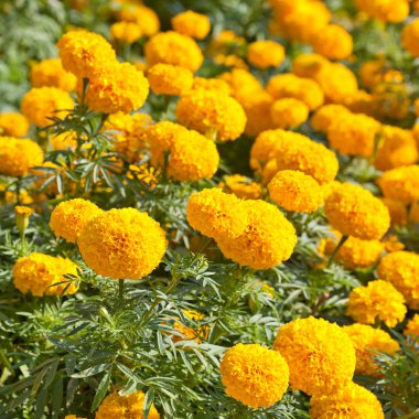 Marigold çiçek gruptaki