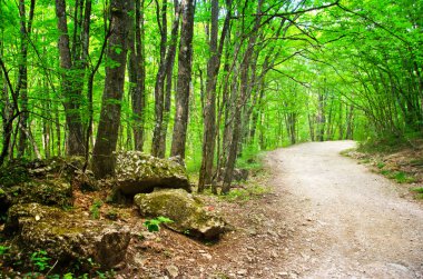 Crimea bahar orman şelale