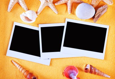 renk deniz kabukları ve deniz yıldızı