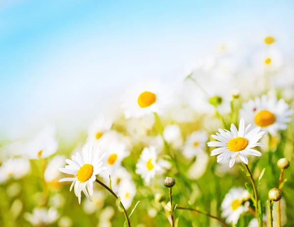 Beautiful chamomile field — Stock Photo, Image