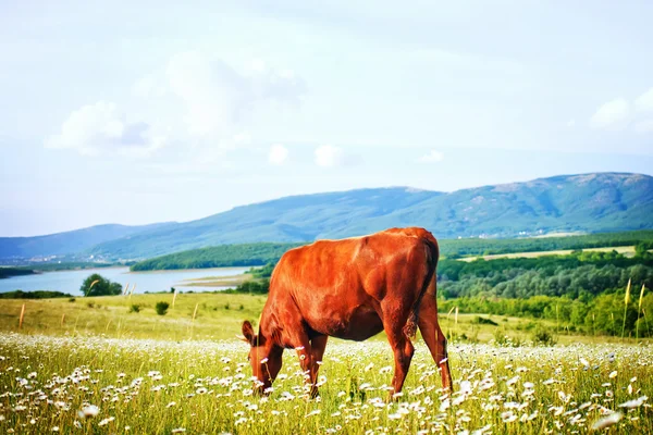 La vaca en el campo en la Crimea — Foto de Stock