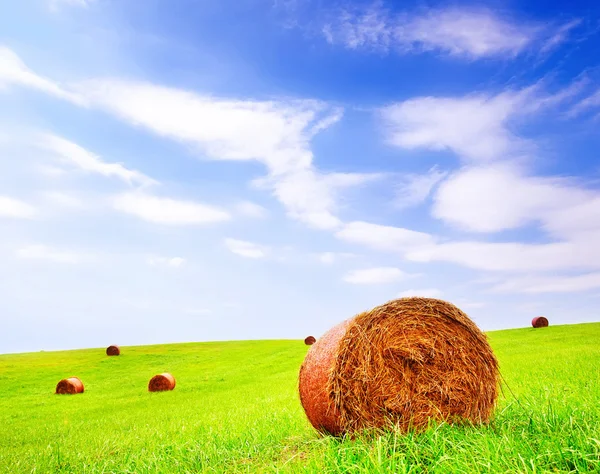 Bellissimo campo verde — Foto Stock