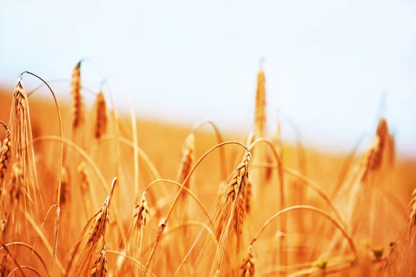 Пшенична сфера в Криму, — стокове фото