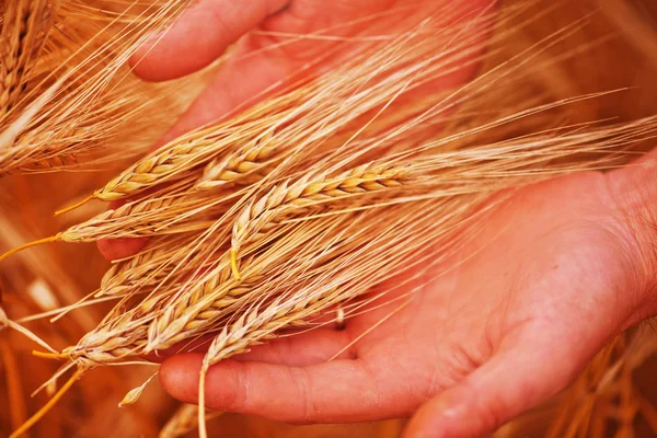 Золота пшениця в руках — стокове фото
