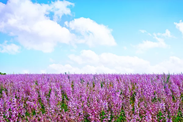 Lavendel in veld — Stockfoto