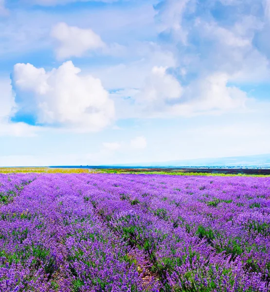 Fiori di lavanda in campo — Foto Stock