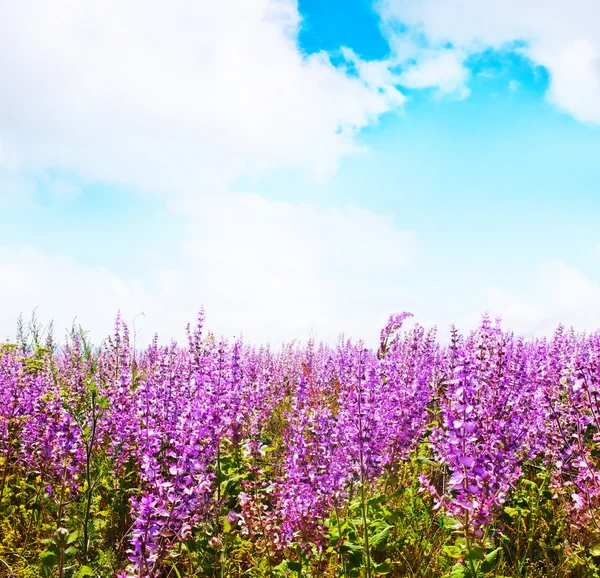 Lavendelblüten im Feld, — Stockfoto