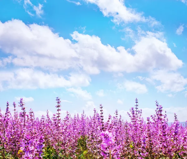 Lavendel blomster i marken , - Stock-foto