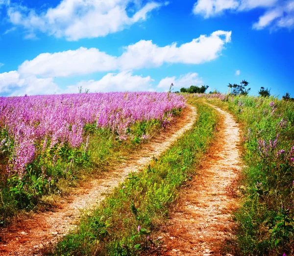 Lavendel in veld, — Stockfoto