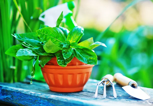 Gardening utensil on a table — Stock Photo, Image