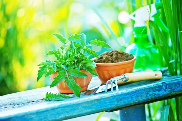 Gartenutensilien auf dem Tisch — Stockfoto