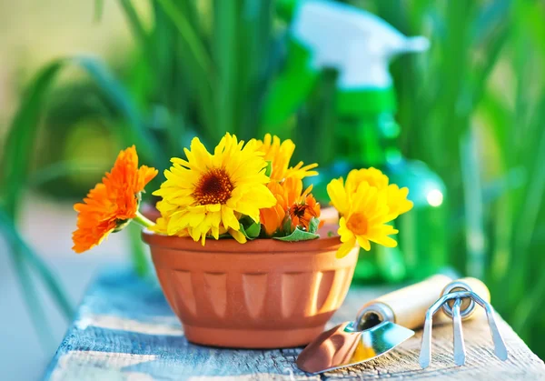 Flowers and garden tools — Stock Photo, Image