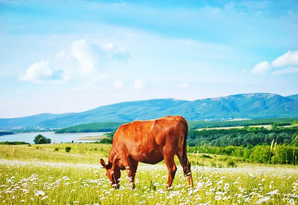 Cow in the field, spring landscape — Stock Photo, Image