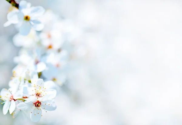 Bellissimo albero primaverile — Foto Stock