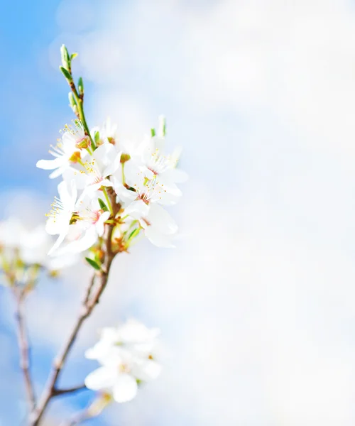 Bela árvore de primavera — Fotografia de Stock