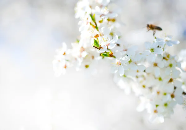 Krásný jarní strom — Stock fotografie