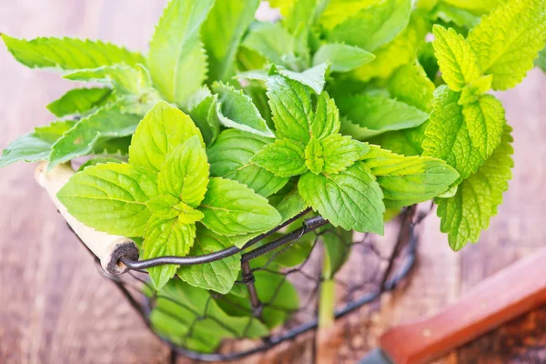 Mint on the wooden table — Stock Photo, Image