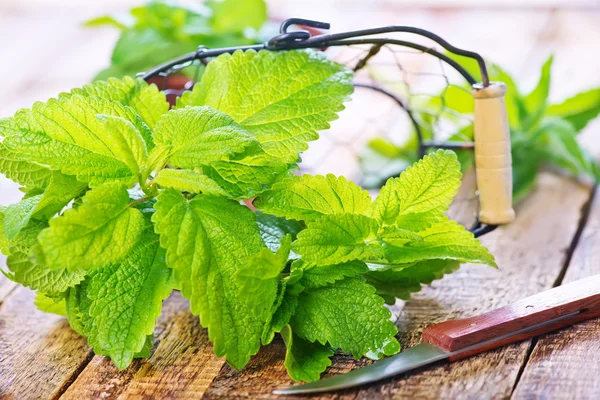  Tahta masada nane şekeri.