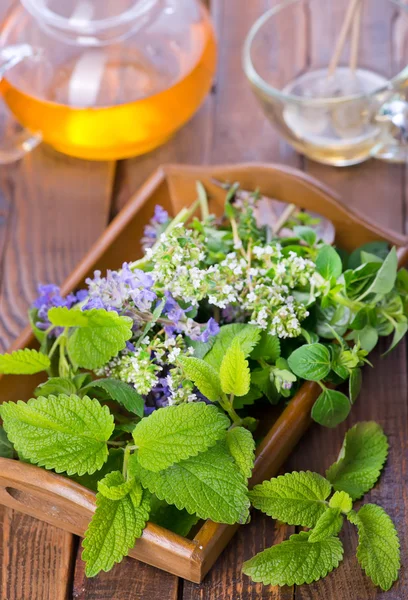 Herbes fraîches et tisanes — Photo