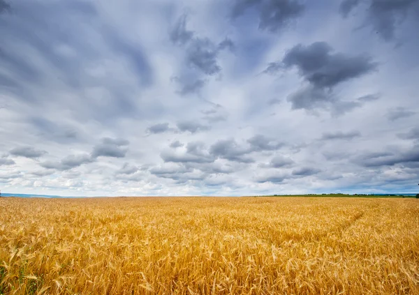 Campo de trigo maduro — Fotografia de Stock