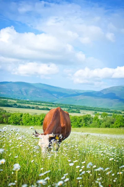 Caw en el campo — Foto de Stock