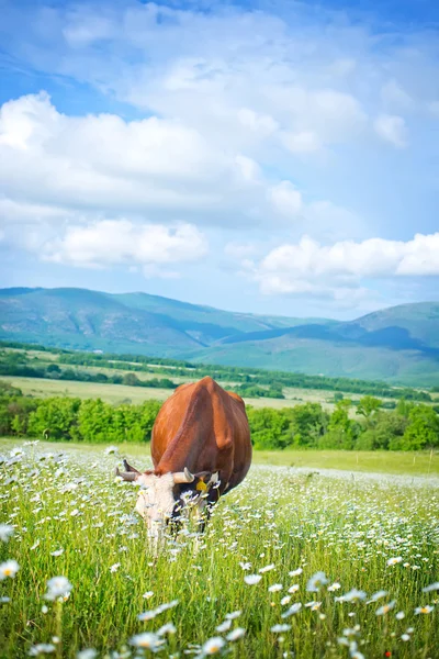 Caw in field — Stock Photo, Image