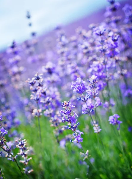 Campo di lavanda — Foto Stock