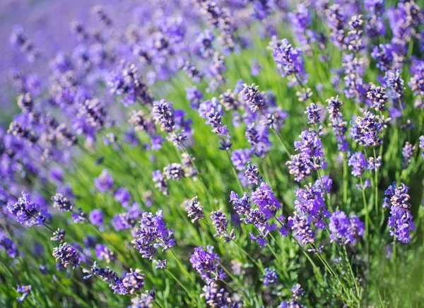 Lavender field — Stock Photo, Image