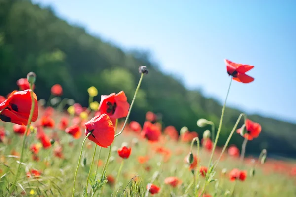 Poppies alan — Stok fotoğraf