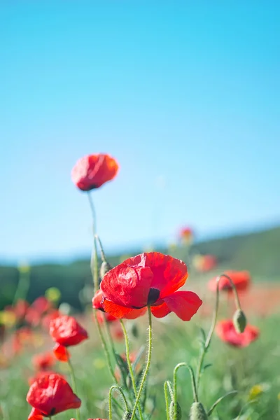 Poppies alan — Stok fotoğraf