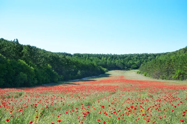 Poppies alan — Stok fotoğraf