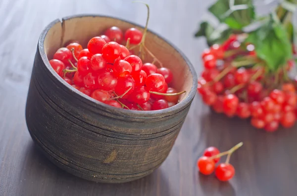 Viburnumbeeren — Stockfoto