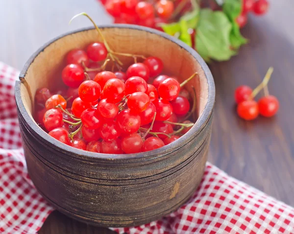 Bayas de Viburnum — Foto de Stock