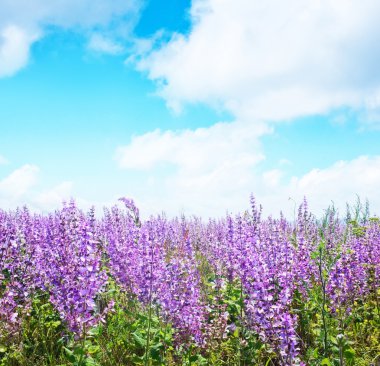 Doğa lavanta çiçekleri ile