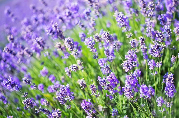 Lavendelblomster – stockfoto