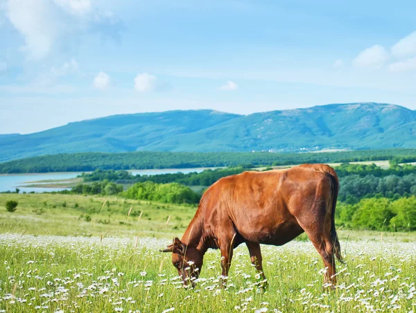 Caw in field — Stock Photo, Image