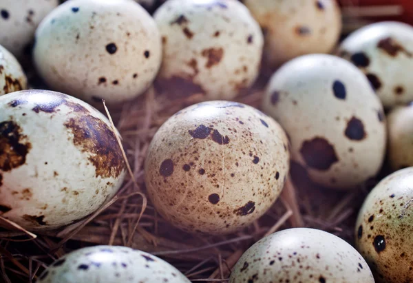 Quail eggs — Stock Photo, Image