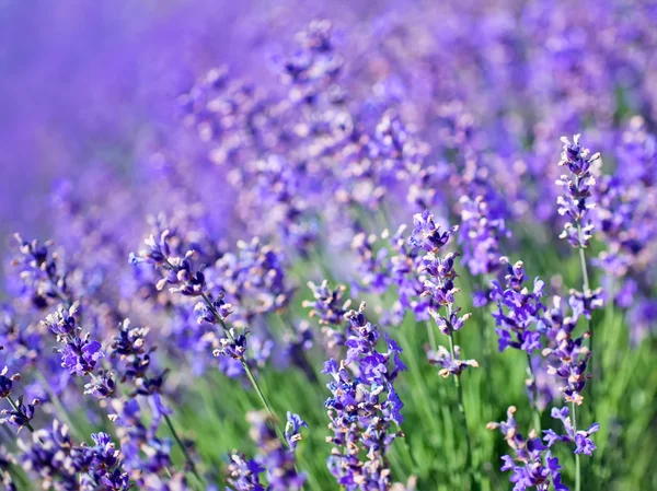 Lavendelblomster – stockfoto
